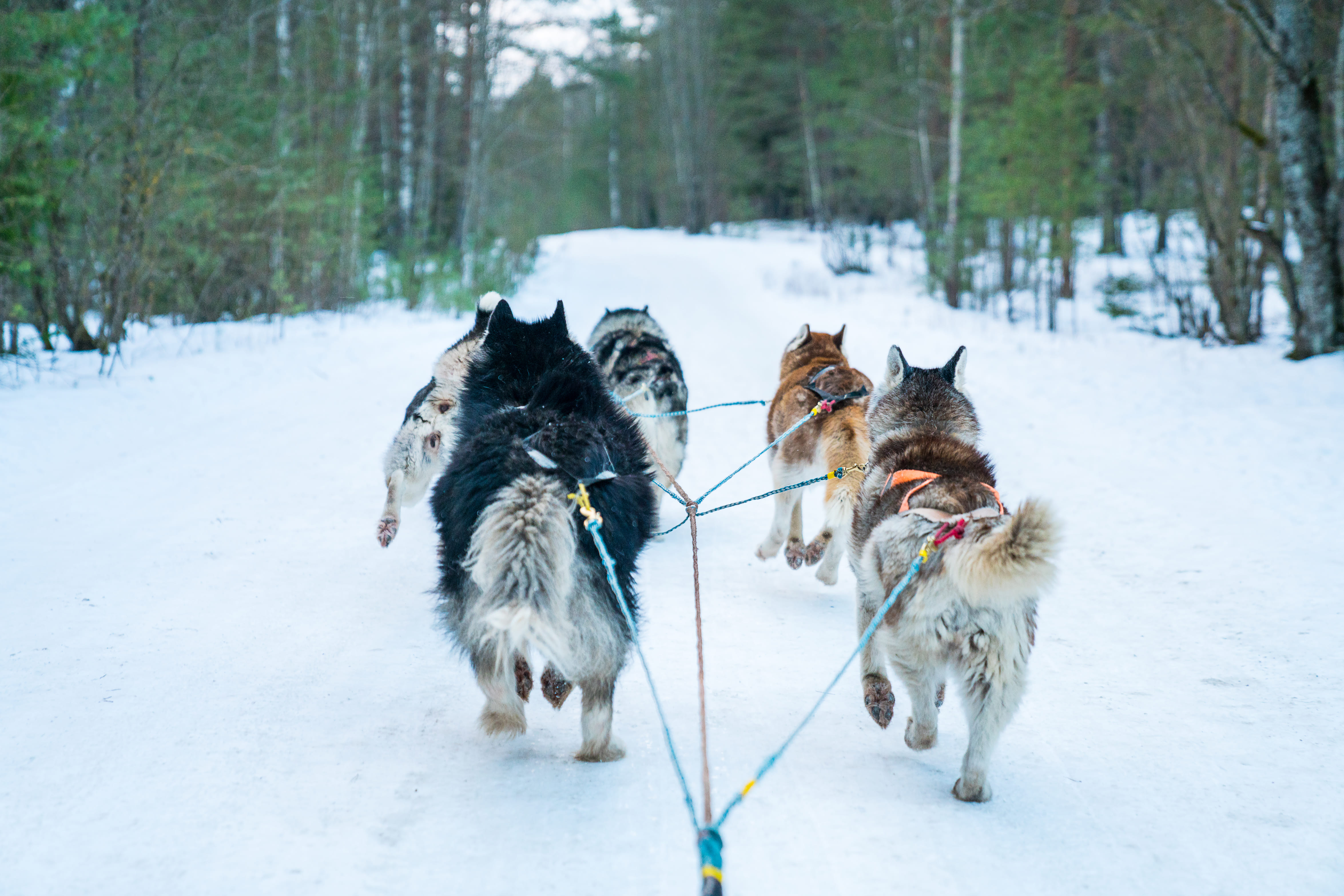 closeup-dogs-sledding-tour-winter-forest-daylight (1).jpg